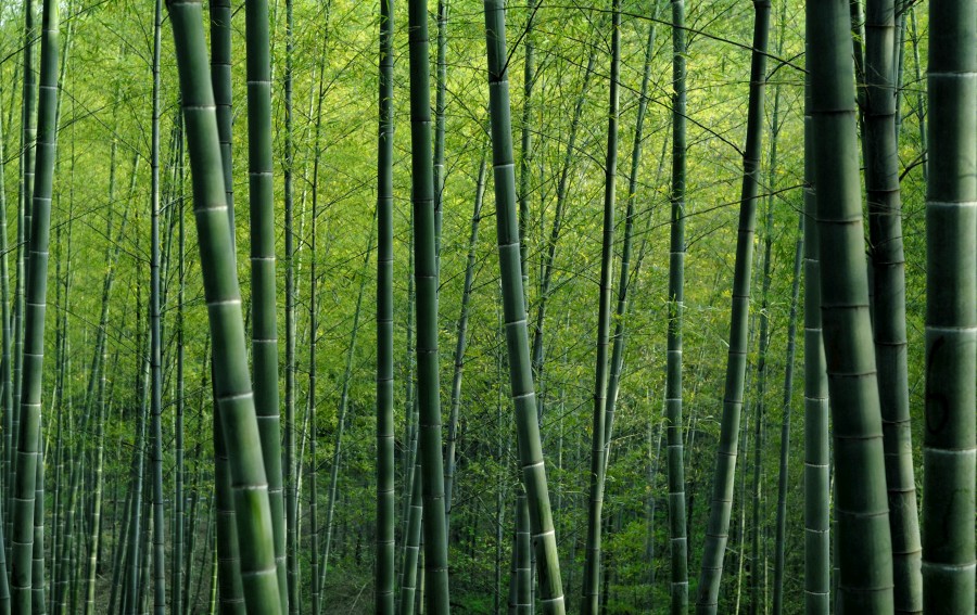 bamboo-forest-china.jpg